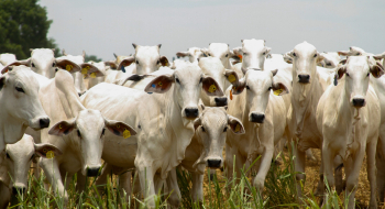 Produção agropecuária de 2025 consolida Goiás como liderança nacional